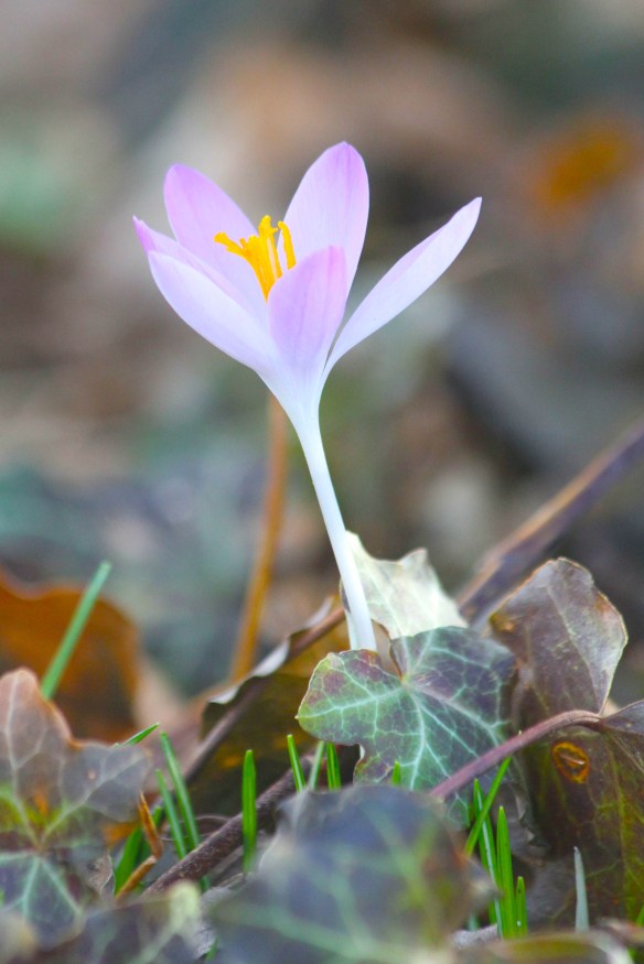 A flower seen on that Wednesday evening. Lucky me. 